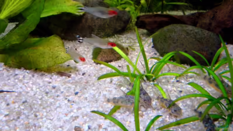 Besatz im Aquarium Becken 14806 von sharky81 (7)