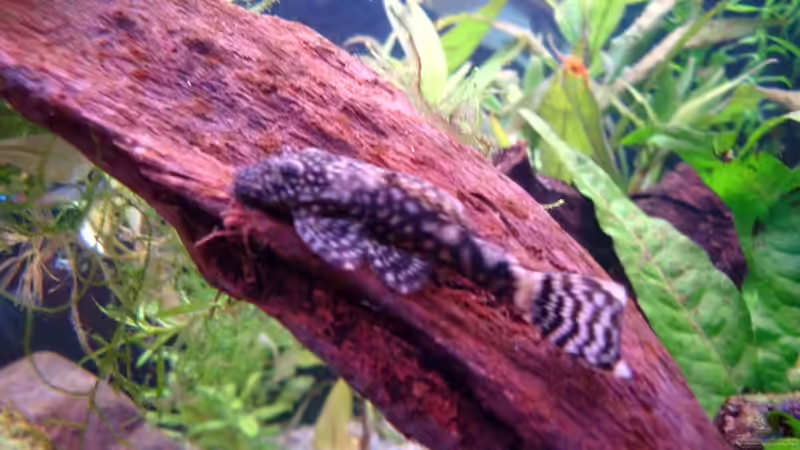 Besatz im Aquarium Becken 14806 von sharky81 (8)