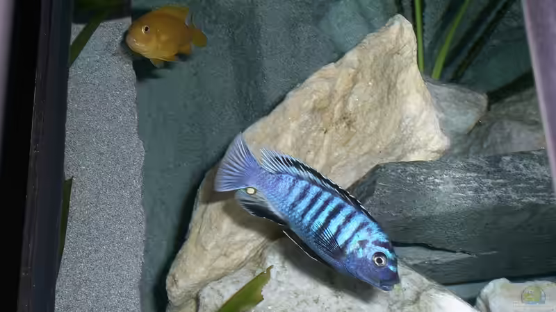 Besatz im Aquarium Becken 14812 von Ingo Pöck (17)