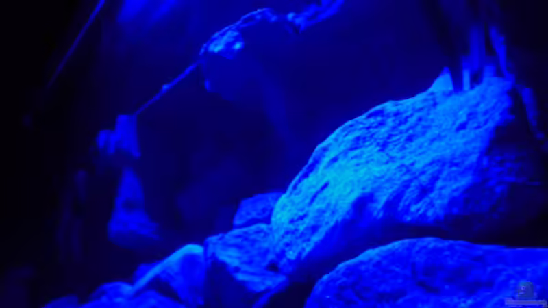 Besatz im Aquarium Becken 14812 von Ingo Pöck (18)