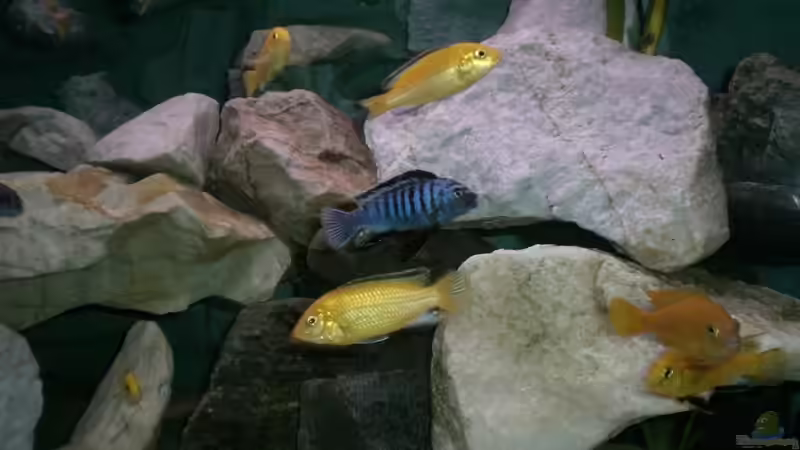 Besatz im Aquarium Becken 14812 von Ingo Pöck (21)