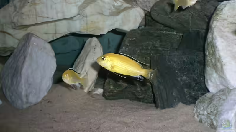 Besatz im Aquarium Becken 14812 von Ingo Pöck (22)
