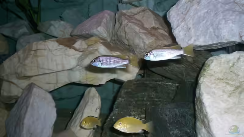 Besatz im Aquarium Becken 14812 von Ingo Pöck (24)