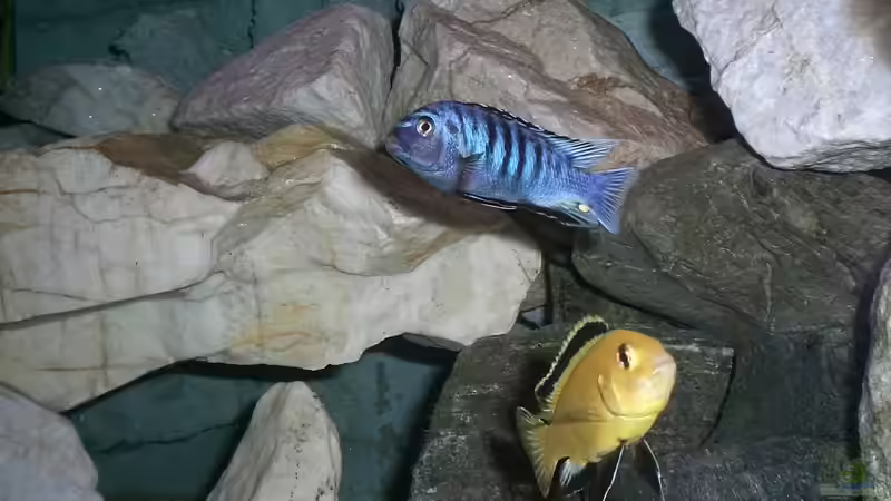 Besatz im Aquarium Becken 14812 von Ingo Pöck (25)