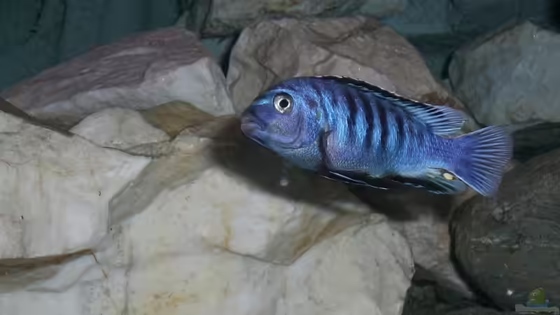 Besatz im Aquarium Becken 14812 von Ingo Pöck (26)