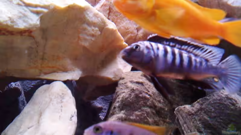 Besatz im Aquarium Becken 14812 von Ingo Pöck (27)