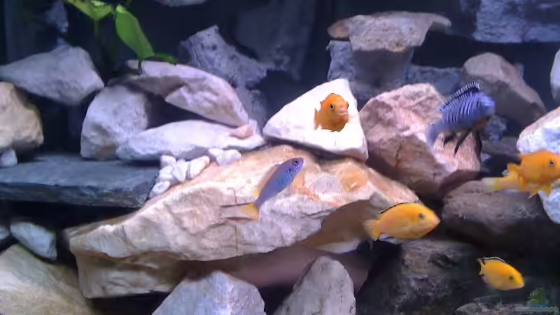 Besatz im Aquarium Becken 14812 von Ingo Pöck (28)