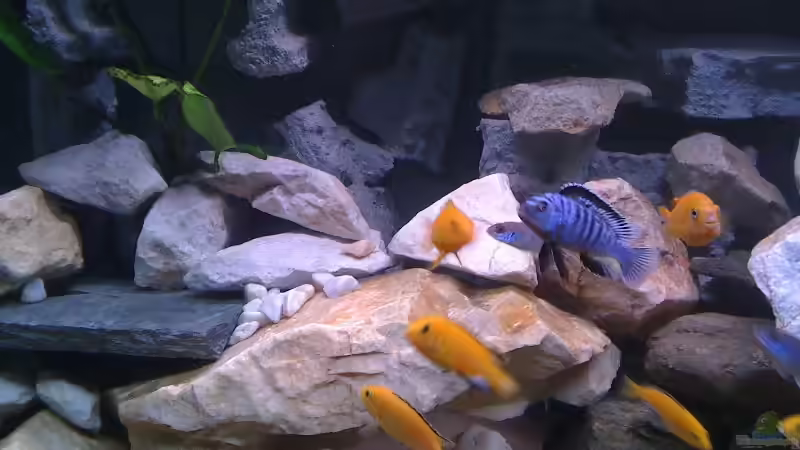 Besatz im Aquarium Becken 14812 von Ingo Pöck (29)