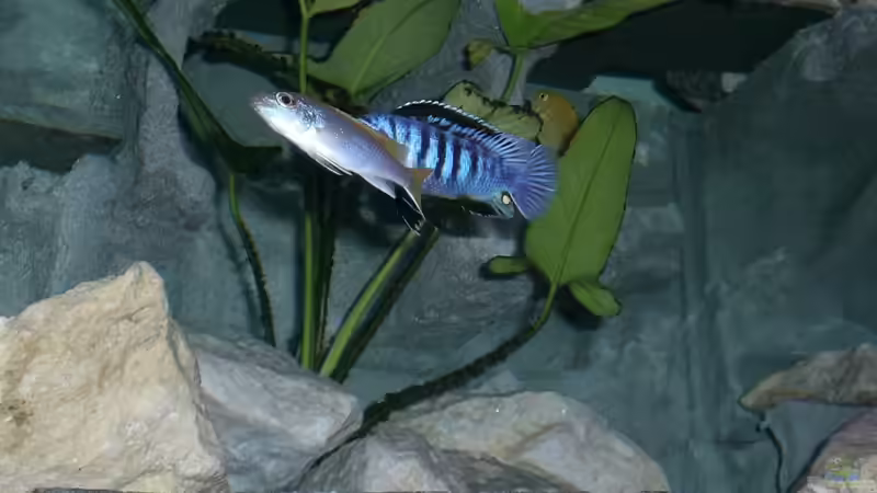 Besatz im Aquarium Becken 14812 von Ingo Pöck (31)