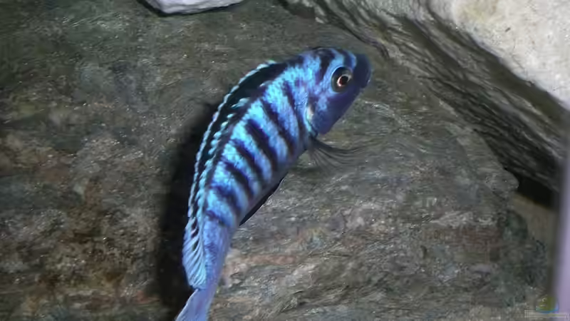 Besatz im Aquarium Becken 14812 von Ingo Pöck (34)