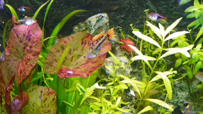 Besatz im Aquarium Becken 14814 von Elgnomy (15)