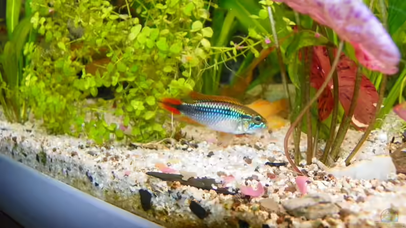 Besatz im Aquarium Becken 14814 von Elgnomy (18)