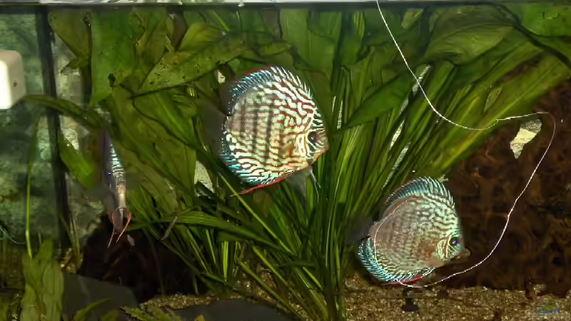 Besatz im Aquarium Becken 1483 von Marco Meyer (15)