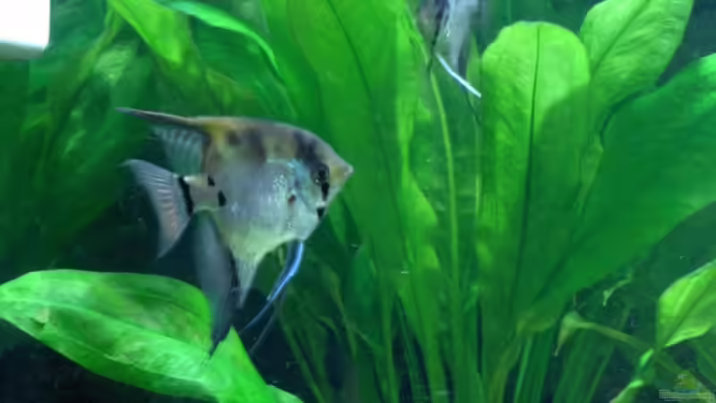 Besatz im Aquarium Becken 1483 von Marco Meyer (16)