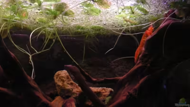 Besatz im Aquarium Becken 14830 von Northernlights (6)