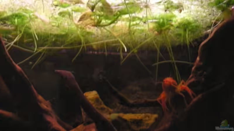 Besatz im Aquarium Becken 14830 von Northernlights (7)