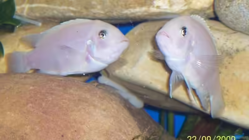 Besatz im Aquarium Becken 14859 von jens70 (9)