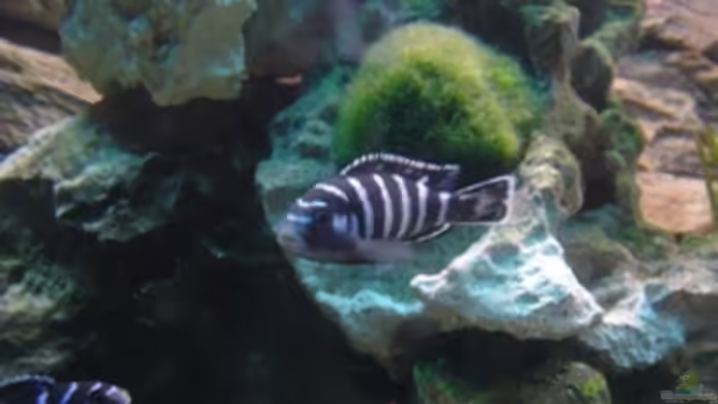 Besatz im Aquarium Becken 1488 von Lucky33 (5)