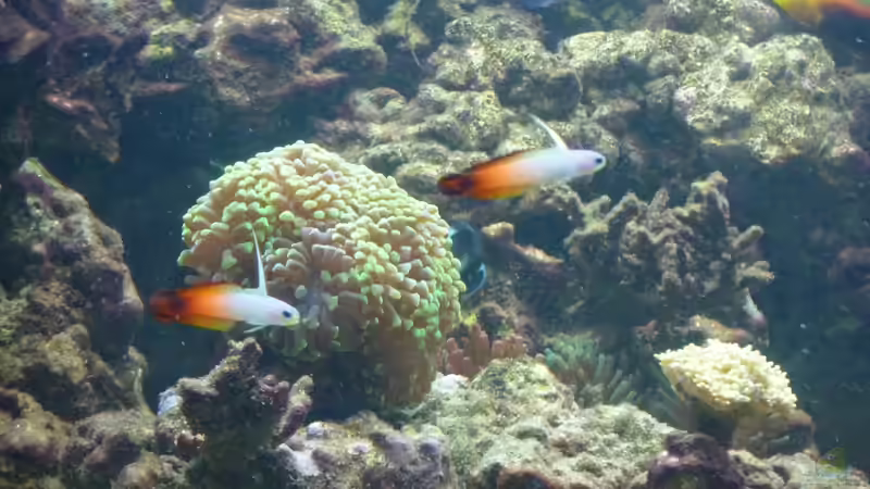 Besatz im Aquarium Becken 14885 von Stephan Ascher (55)