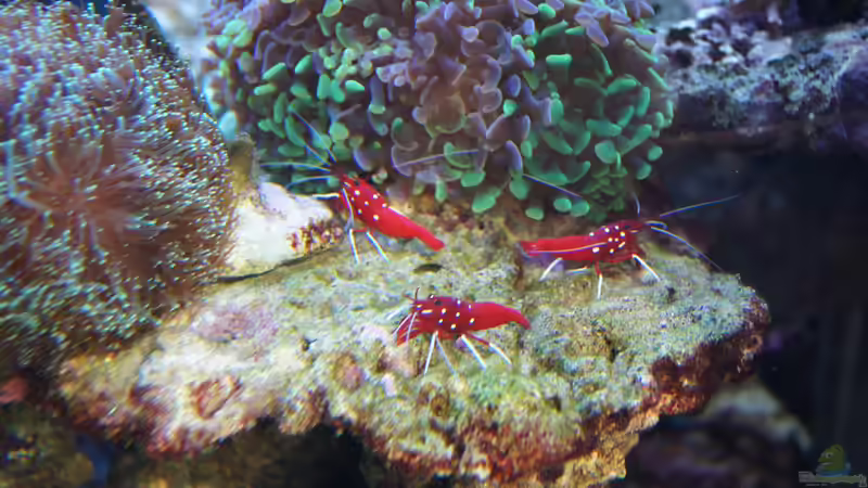 Besatz im Aquarium Becken 14885 von Stephan Ascher (63)