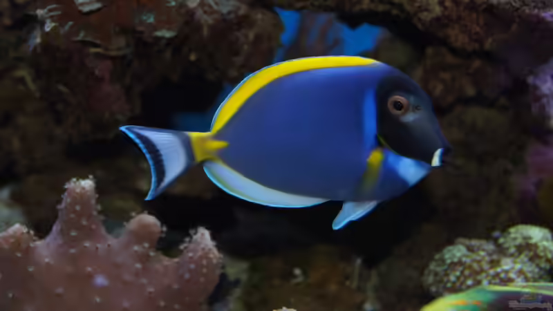 Besatz im Aquarium Becken 14885 von Stephan Ascher (64)