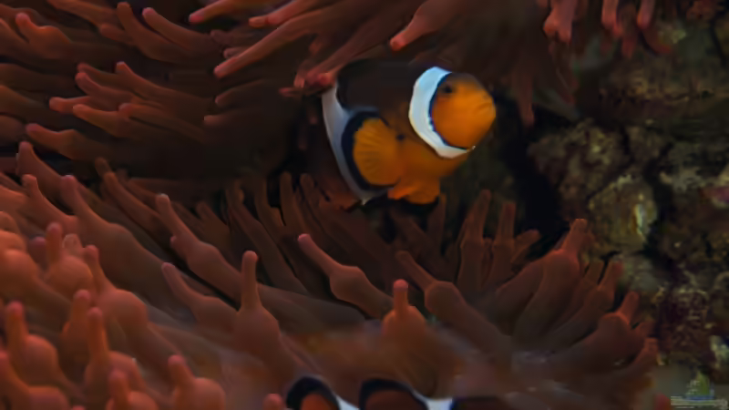 Besatz im Aquarium Becken 14885 von Stephan Ascher (65)