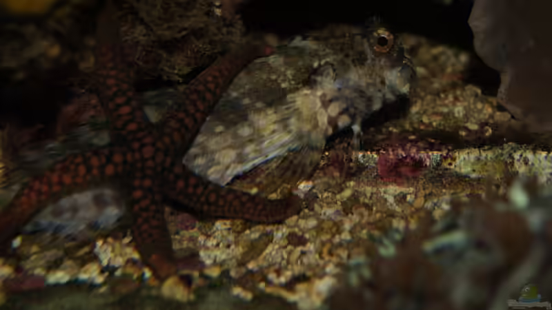 Besatz im Aquarium Becken 14885 von Stephan Ascher (66)