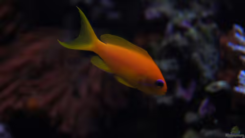 Besatz im Aquarium Becken 14885 von Stephan Ascher (67)