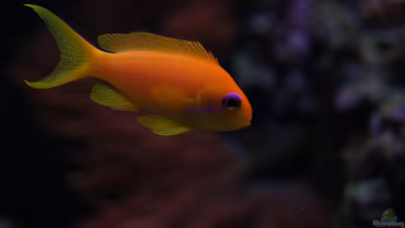 Besatz im Aquarium Becken 14885 von Stephan Ascher (68)