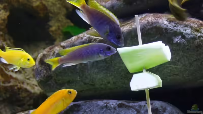 Besatz im Aquarium Becken 14894 (nur noch Beispiel) von wadde (31)