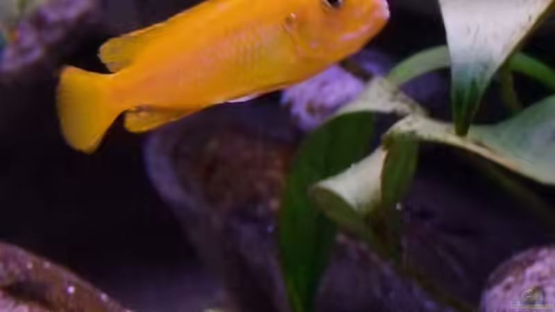 Besatz im Aquarium Becken 14894 (nur noch Beispiel) von wadde (32)