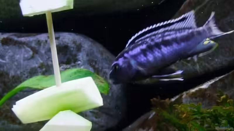 Besatz im Aquarium Becken 14894 (nur noch Beispiel) von wadde (33)