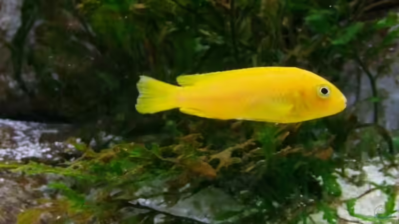 Besatz im Aquarium Becken 14894 (nur noch Beispiel) von wadde (34)