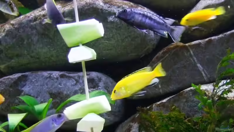 Besatz im Aquarium Becken 14894 (nur noch Beispiel) von wadde (36)