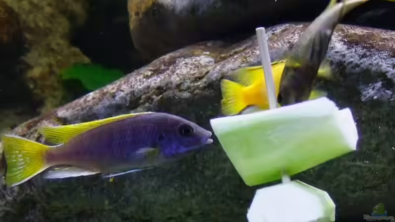 Besatz im Aquarium Becken 14894 (nur noch Beispiel) von wadde (38)