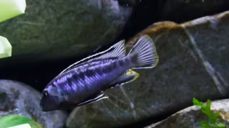 Besatz im Aquarium Becken 14894 (nur noch Beispiel) von wadde (40)