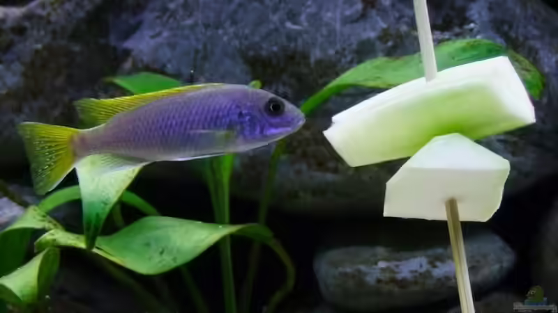 Besatz im Aquarium Becken 14894 (nur noch Beispiel) von wadde (42)