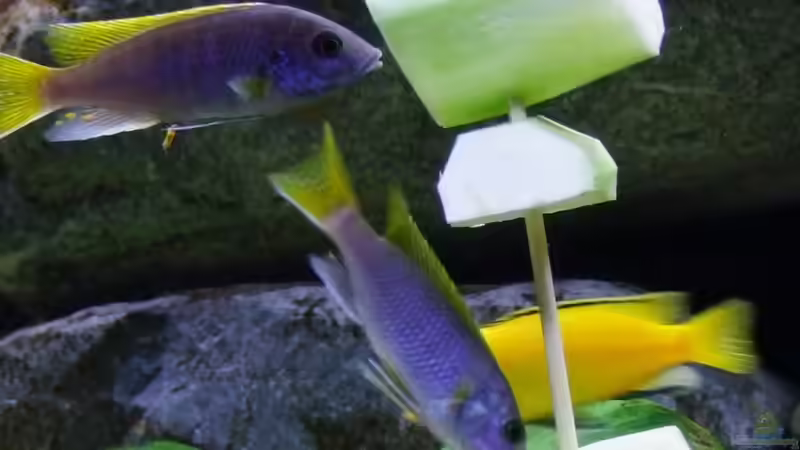 Besatz im Aquarium Becken 14894 (nur noch Beispiel) von wadde (44)