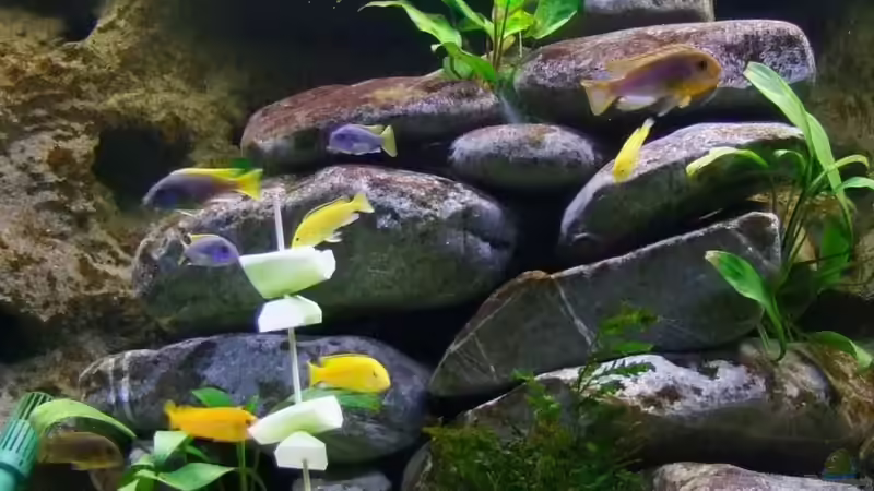 Besatz im Aquarium Becken 14894 (nur noch Beispiel) von wadde (45)