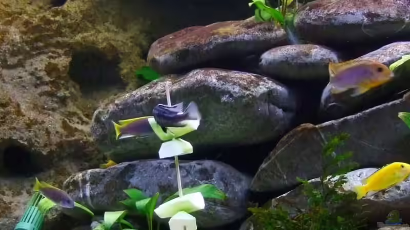 Besatz im Aquarium Becken 14894 (nur noch Beispiel) von wadde (46)