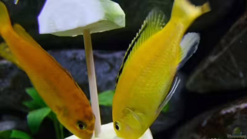 Besatz im Aquarium Becken 14894 (nur noch Beispiel) von wadde (47)