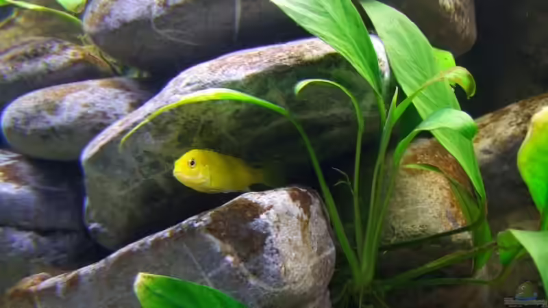 Besatz im Aquarium Becken 14894 (nur noch Beispiel) von wadde (51)