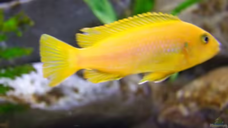 Besatz im Aquarium Becken 14894 (nur noch Beispiel) von wadde (55)