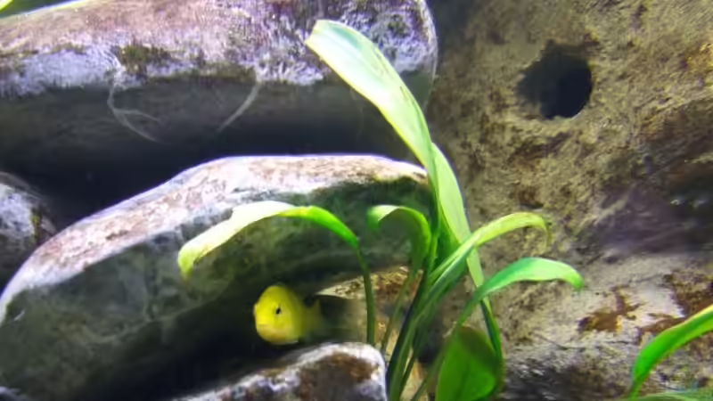 Besatz im Aquarium Becken 14894 (nur noch Beispiel) von wadde (56)