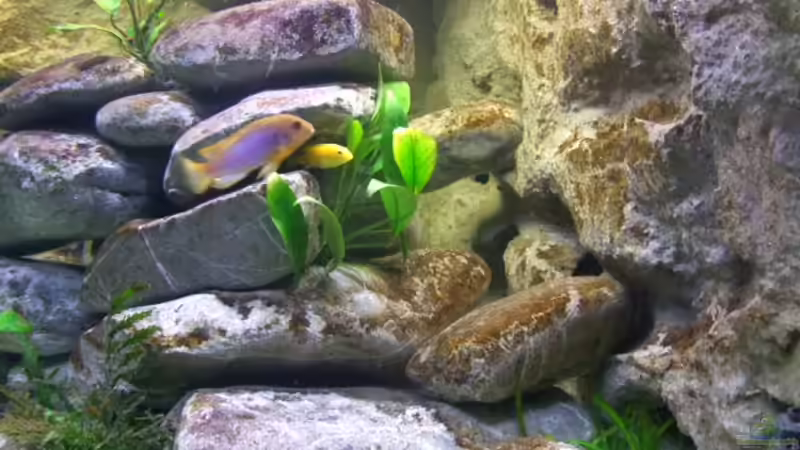 Besatz im Aquarium Becken 14894 (nur noch Beispiel) von wadde (58)