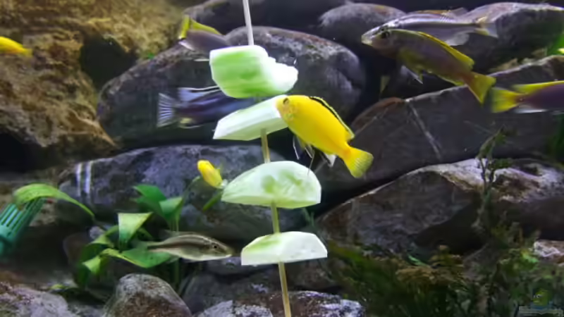 Besatz im Aquarium Becken 14894 (nur noch Beispiel) von wadde (61)