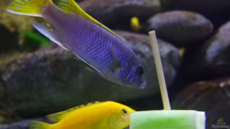 Besatz im Aquarium Becken 14894 (nur noch Beispiel) von wadde (63)