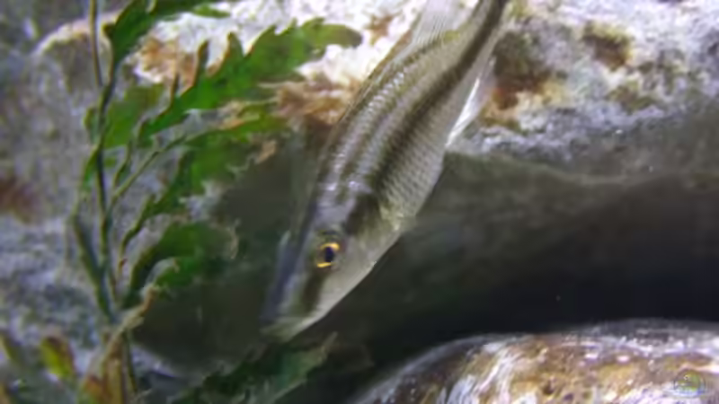 Besatz im Aquarium Becken 14894 (nur noch Beispiel) von wadde (64)