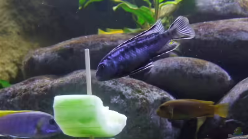 Besatz im Aquarium Becken 14894 (nur noch Beispiel) von wadde (65)