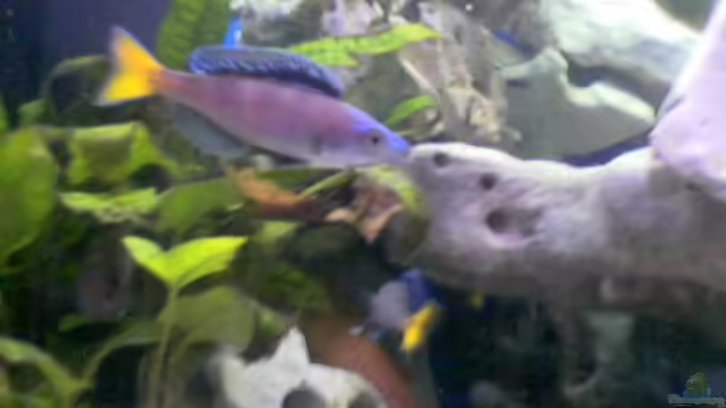 Besatz im Aquarium Becken 149 von Michael Mosch (10)